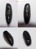 Ochropleura leucogaster